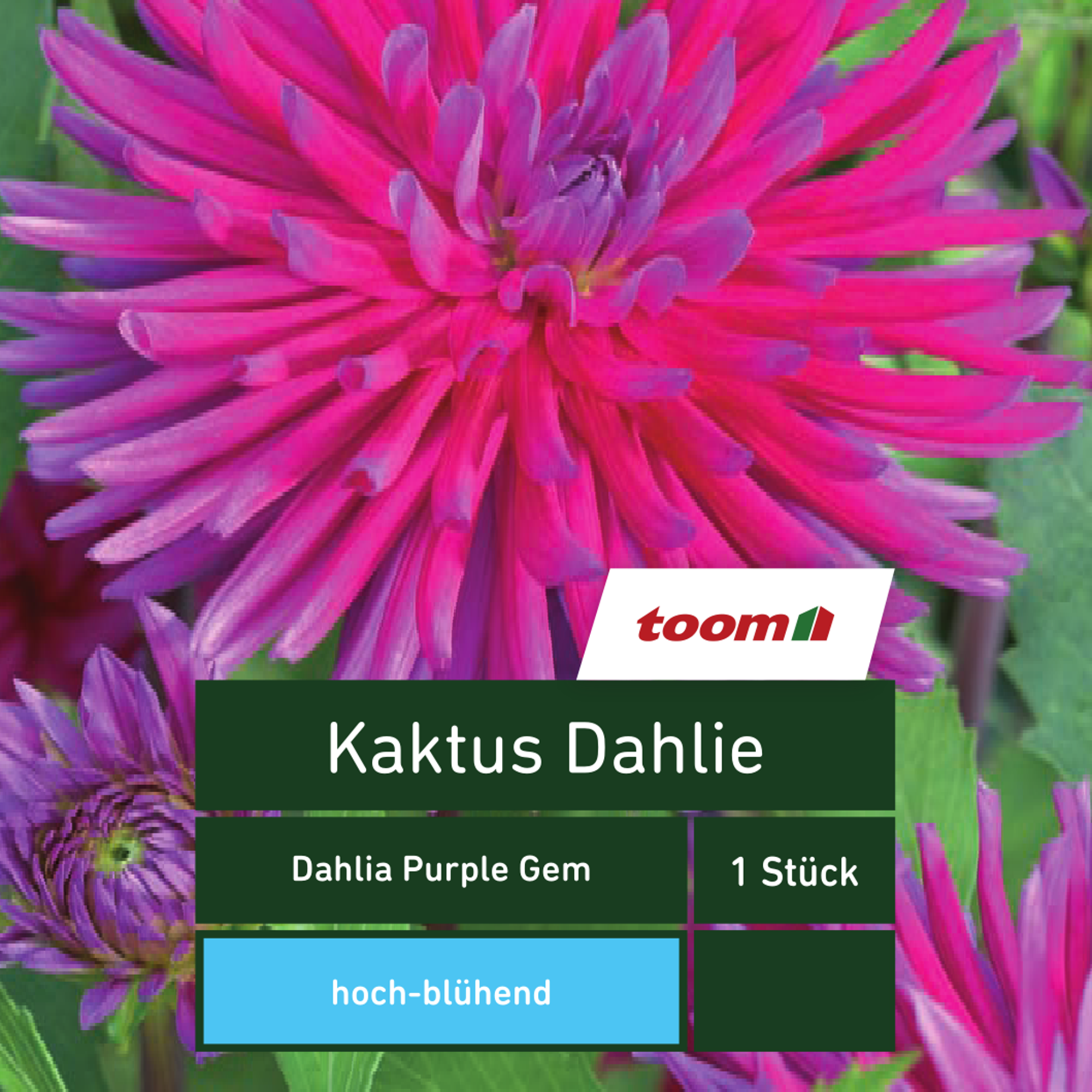 Kaktus-Dahlie 'Dahlia Purple Gem', 1 Stück, rosa + product picture