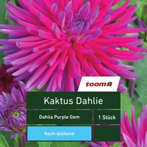 Kaktus-Dahlie 'Dahlia Purple Gem', 1 Stück, rosa