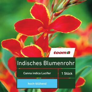 Blumenzwiebel Indisches Blumenrohr 'Lucifer' 1 Stück