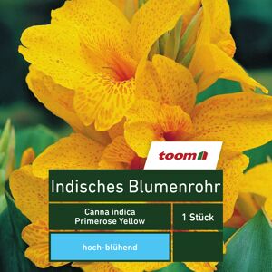 Blumenzwiebel Indisches Blumenrohr 'Primrose Yellow' 1 Stück