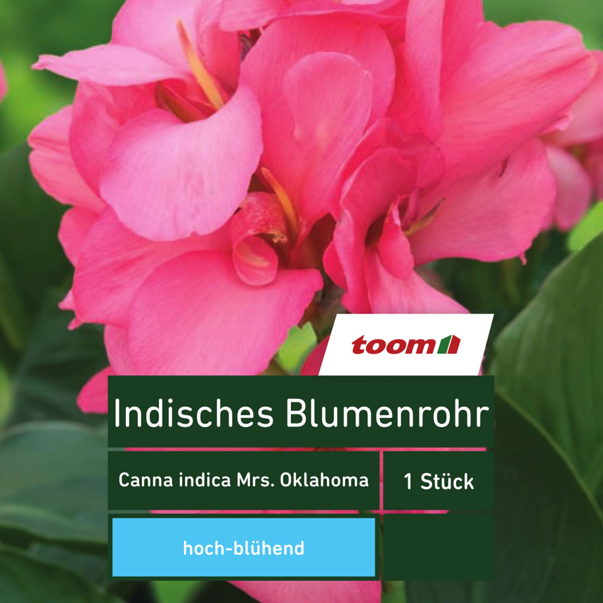 Nahaufnahme einer pinken Canna indica, auch bekannt als Indisches Blumenrohr.