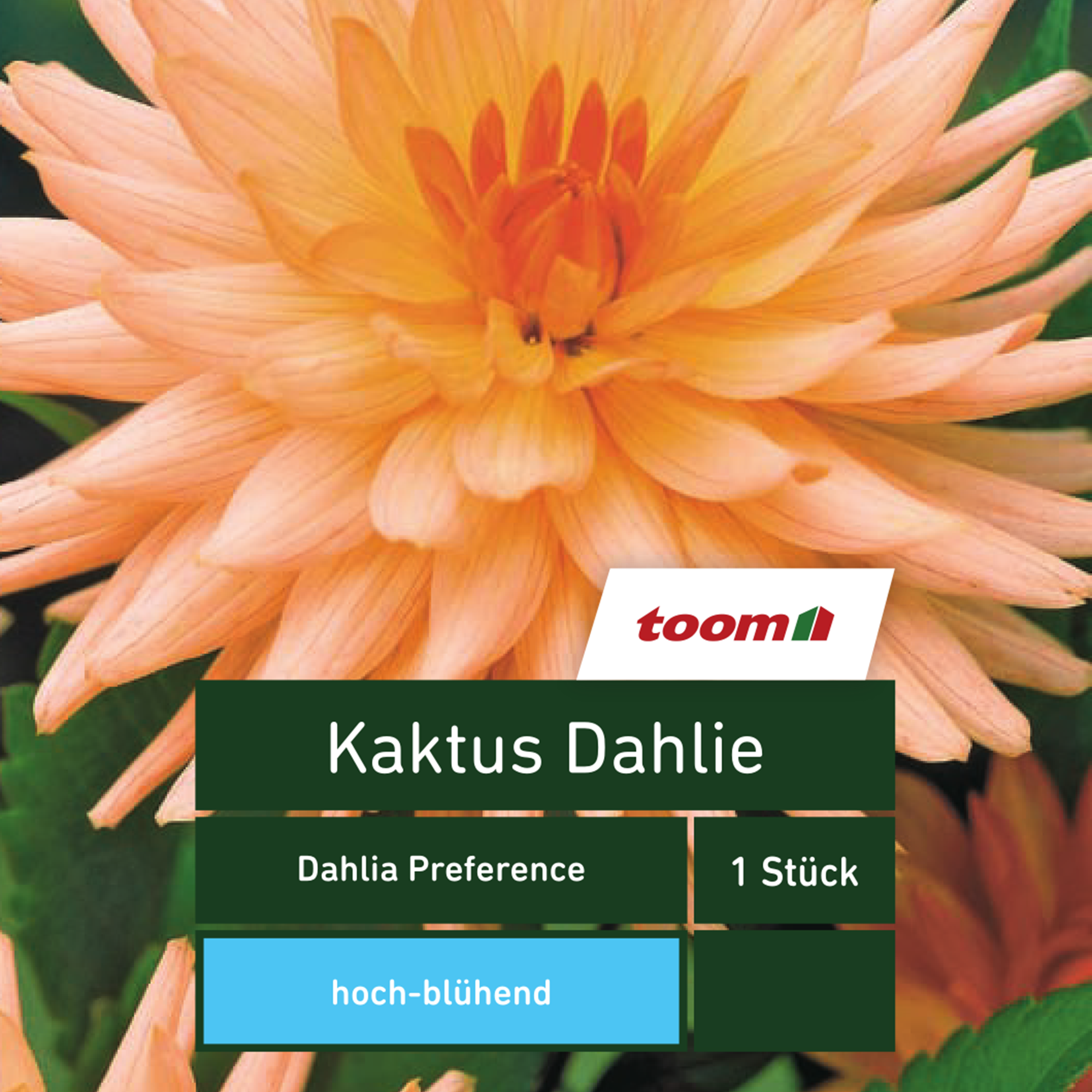 Kaktus-Dahlie 'Dahlia Preference', 1 Stück, orange + product picture