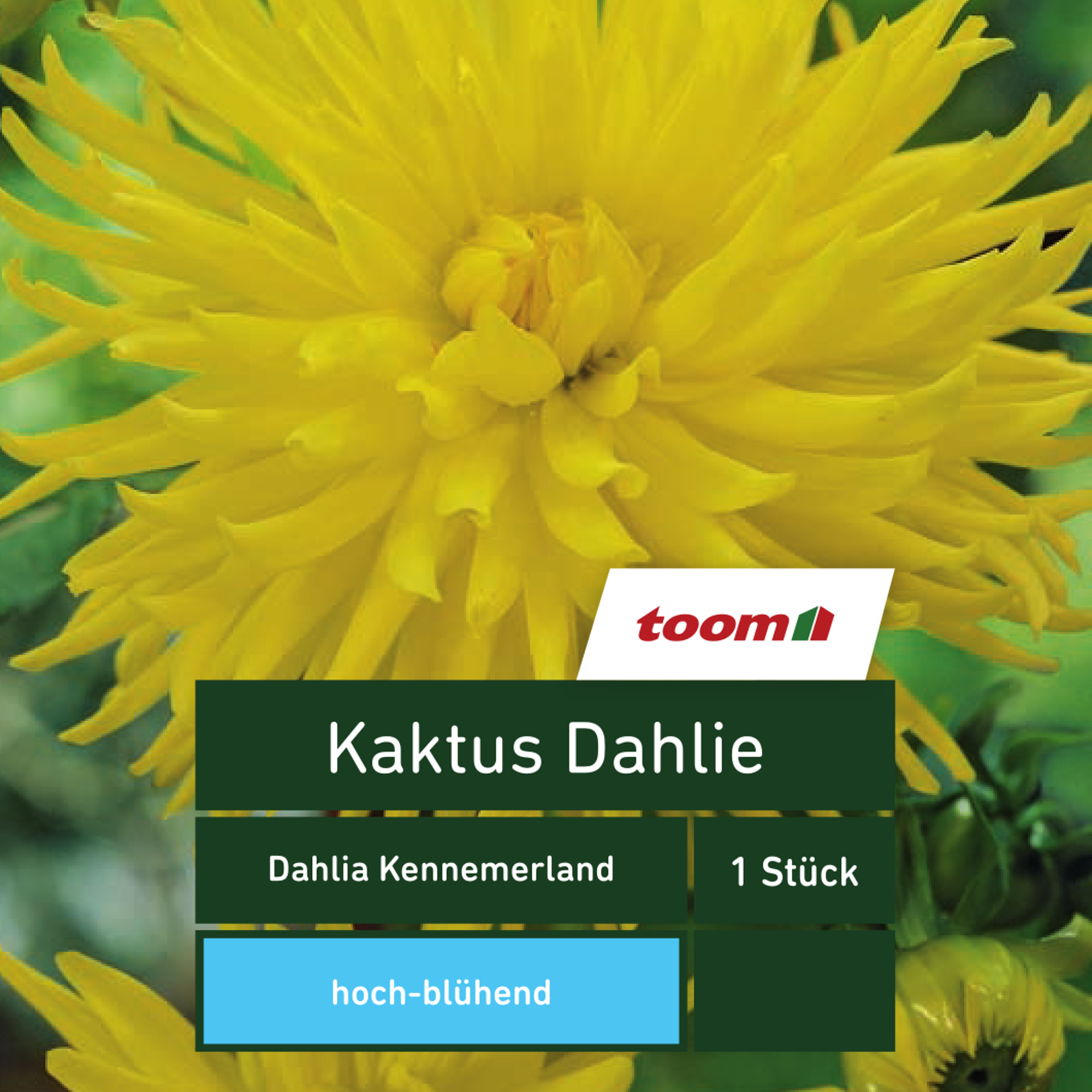 Kaktus-Dahlie 'Dahlia Kennemerland', 1 Stück, gelb + product picture