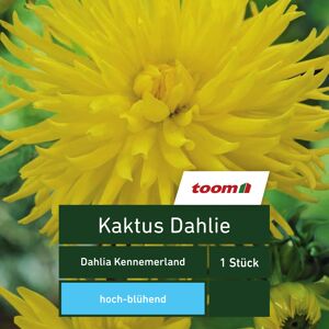 Kaktus-Dahlie 'Dahlia Kennemerland', 1 Stück, gelb