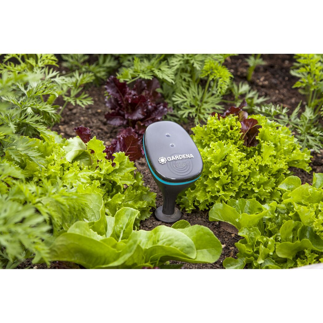 GARDENA smart Sensor im Beet zwischen Salat und Karotten.