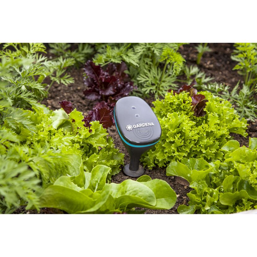 GARDENA smart Sensor im Beet zwischen Salat und Karotten.
