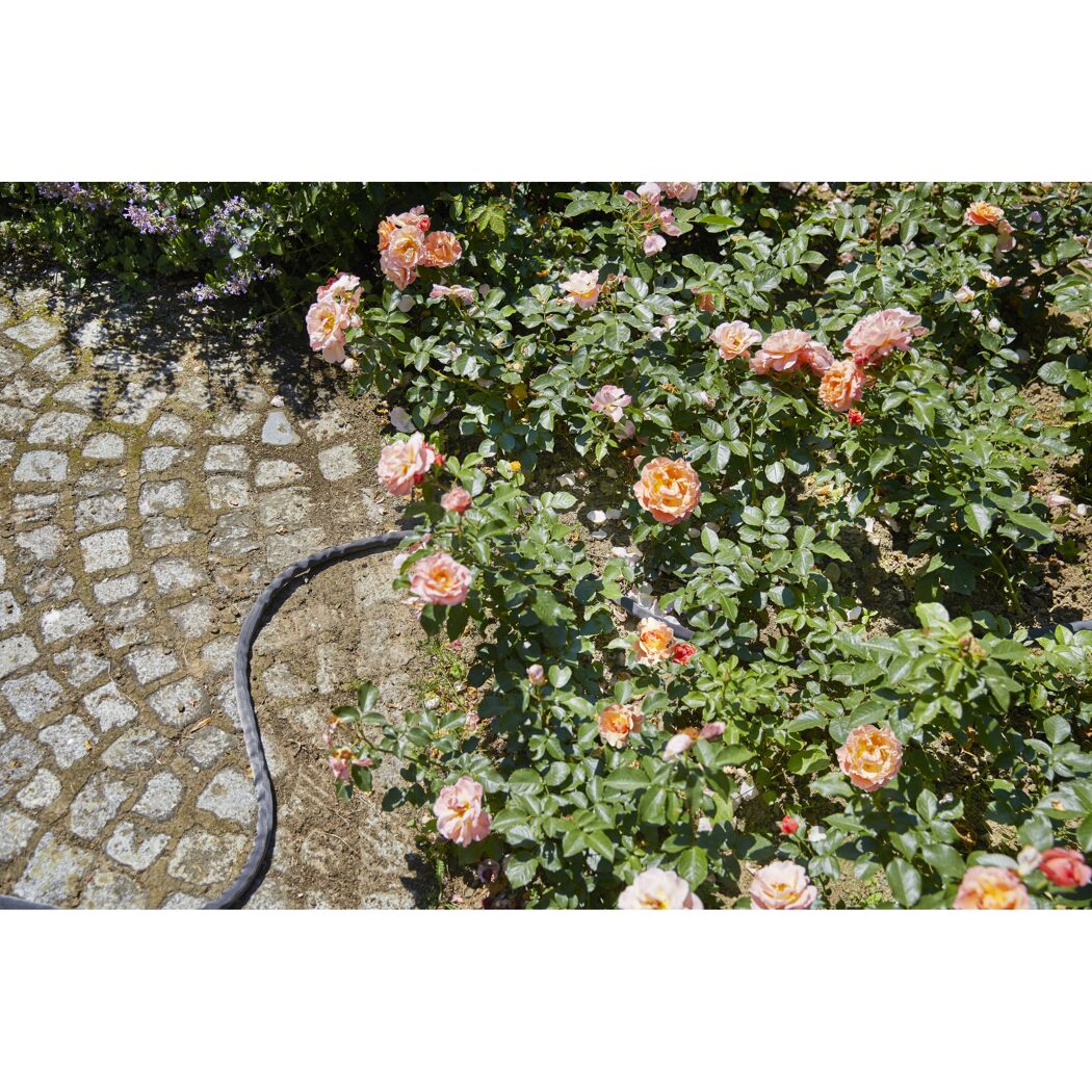 Rosenstrauch mit Bewässerungsschlauch