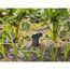 Gardena Smart Sensor im Beet