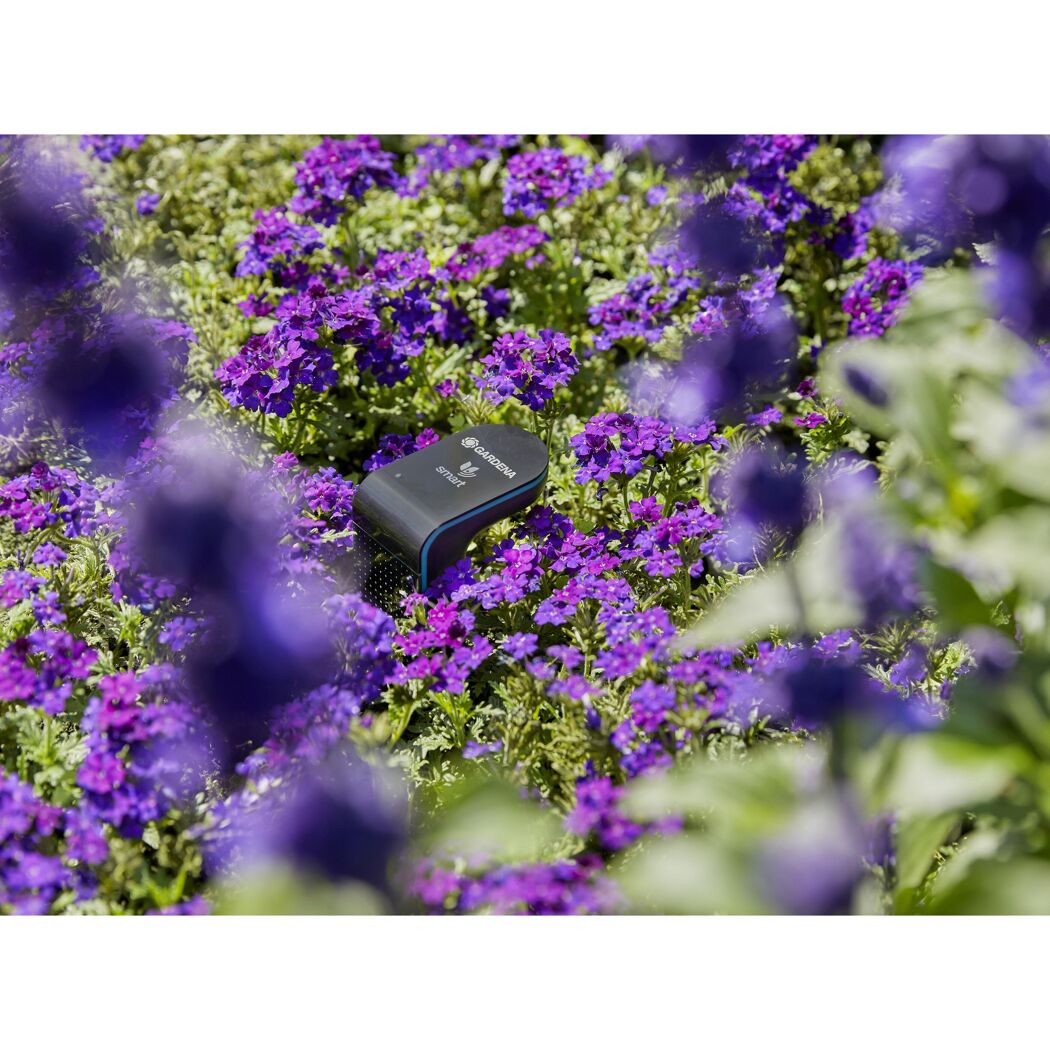Gardena Smart Sensor inmitten von violetten Blumen