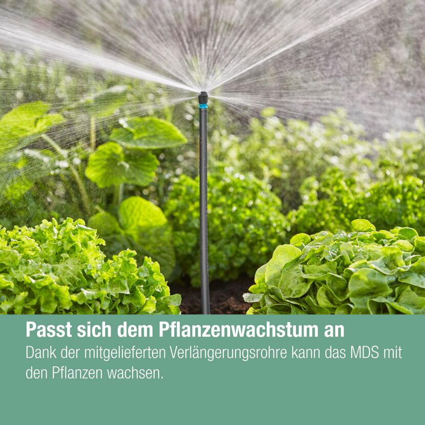MDS-System zur Bewässerung von Salat