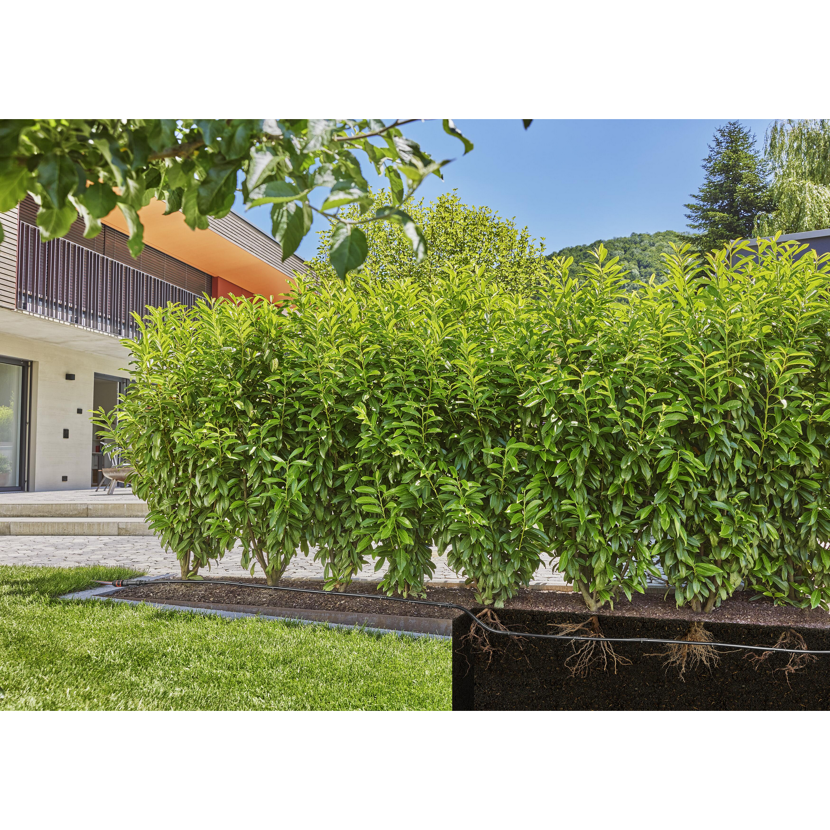 Grüne Hecke mit sichtbaren Wurzeln und Schlauch