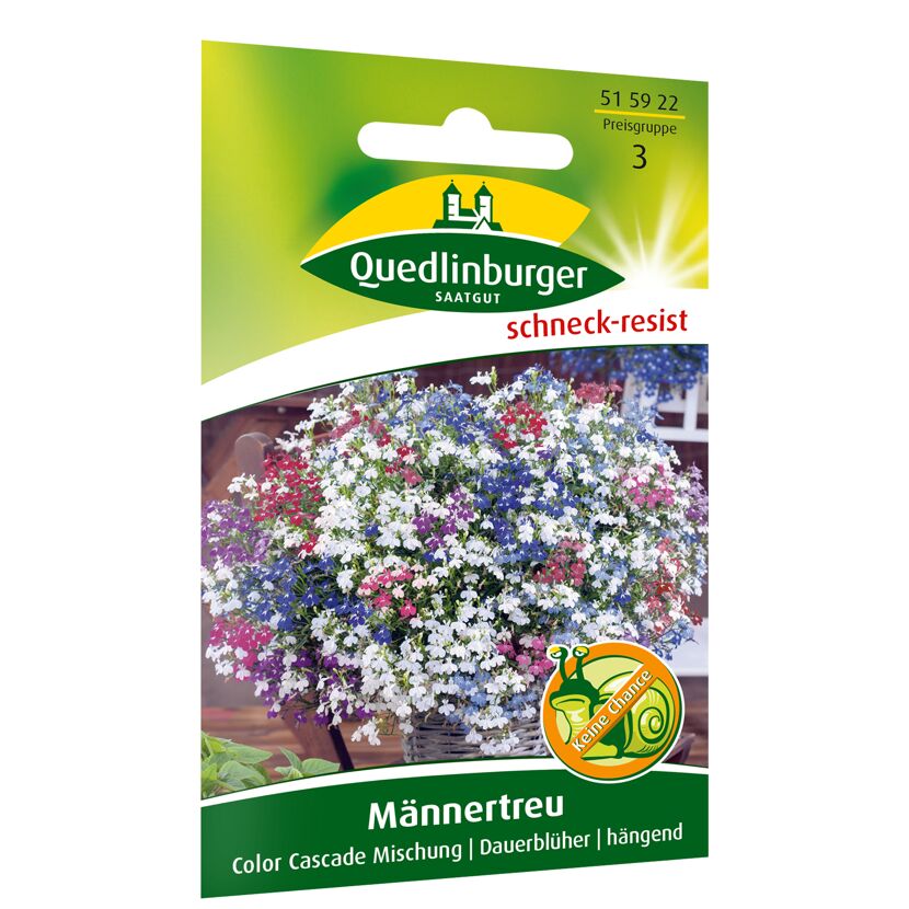 Männertreu 'Color cascade' Mischung