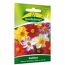 Dahlien 'Mignon' Mischung