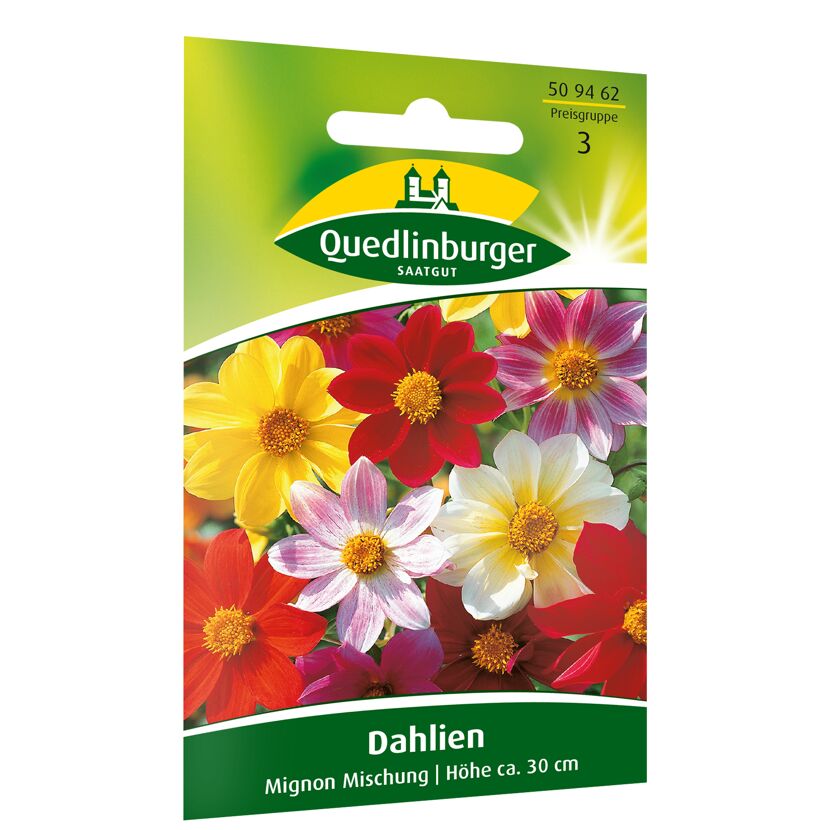 Dahlien 'Mignon' Mischung