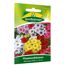Flammenblumen Mischung