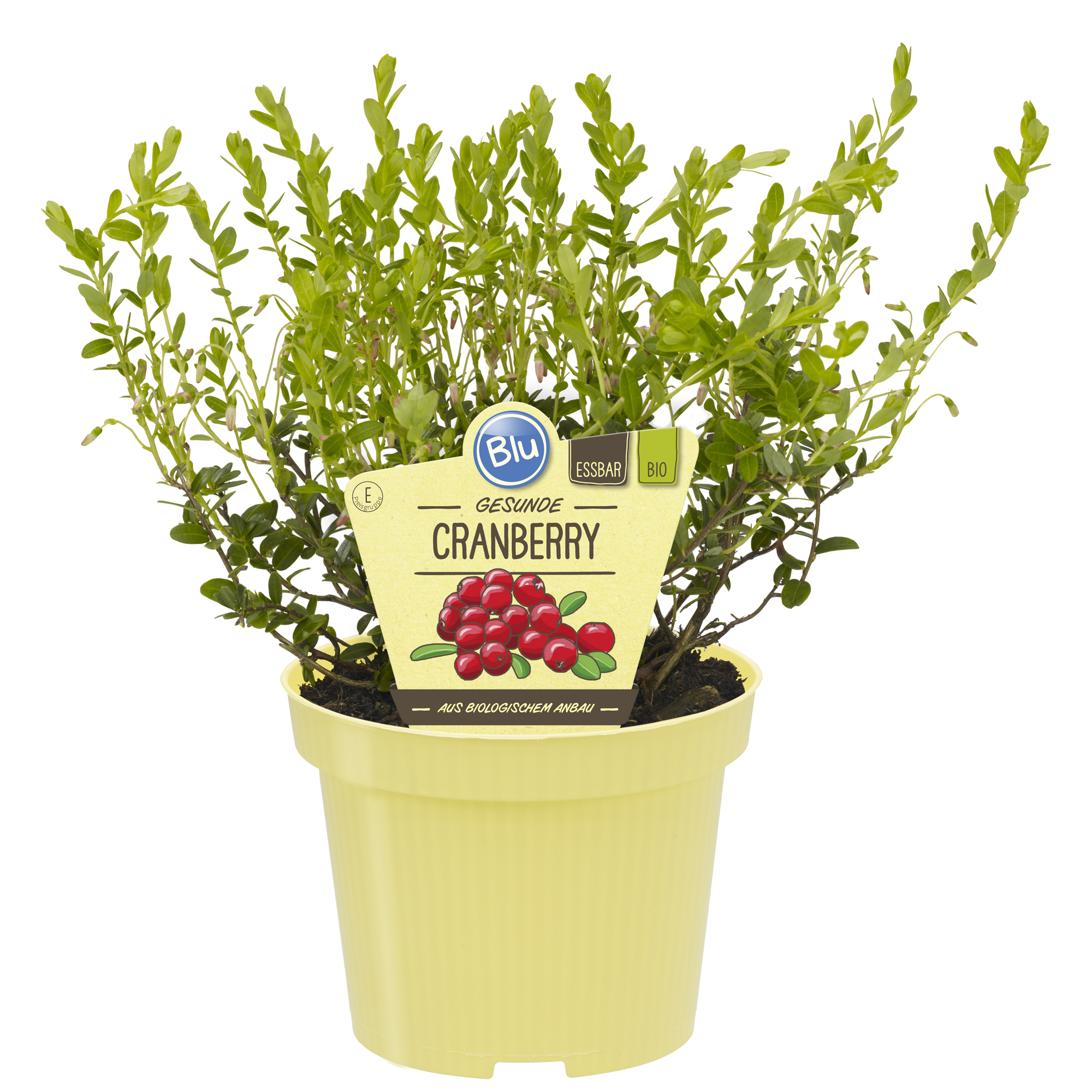 Bio-Cranberry 12 cm Topf + product picture