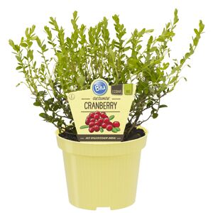 Bio-Cranberry 12 cm Topf