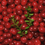 Verkleinertes Bild von Bio-Cranberry 12 cm Topf