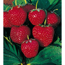 Naturtalent by toom® Bio Erdbeere 'Mieze Schindler' 11 cm Topf, 3er-Set