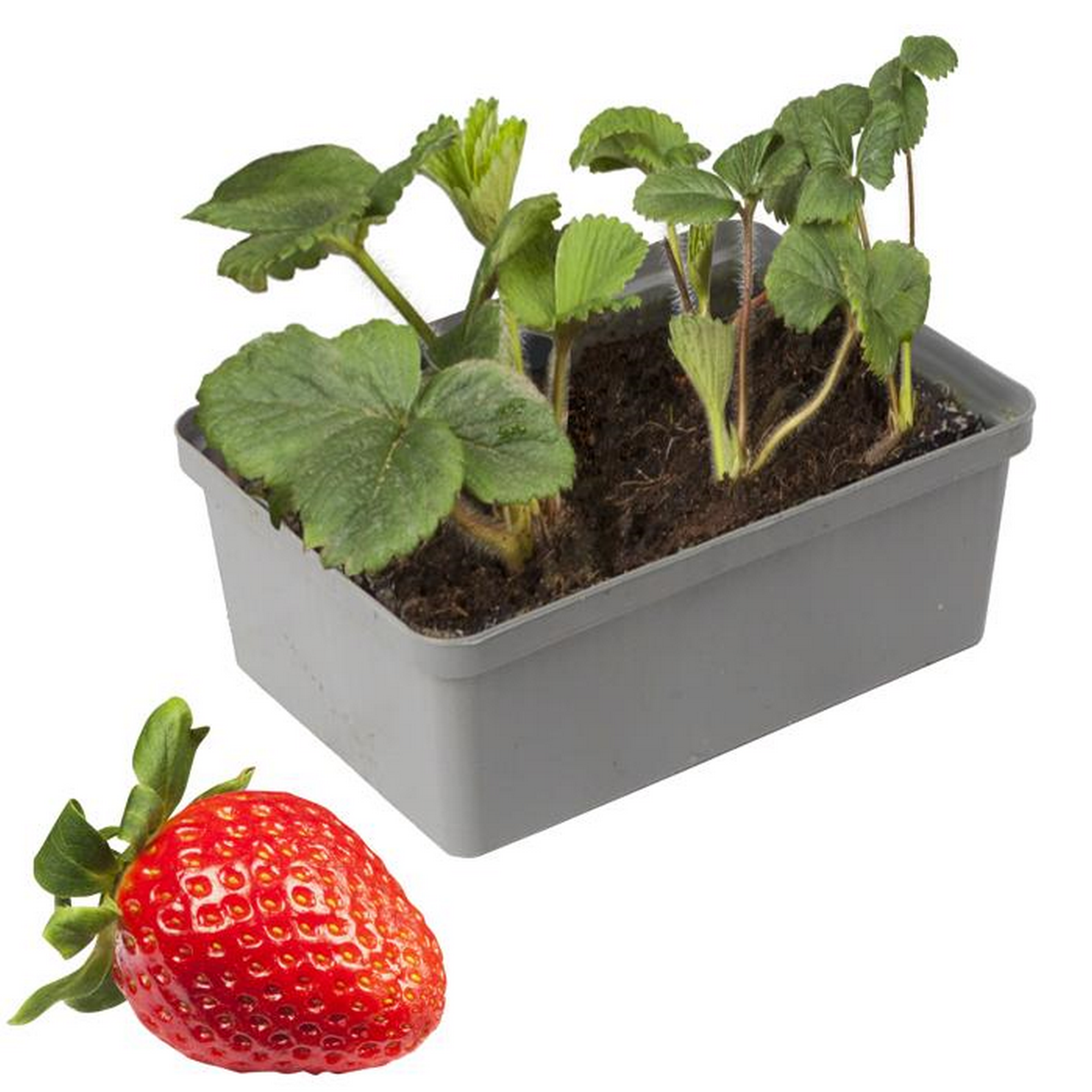 Naturtalent by toom® Bio-Erdbeere verschiedene Sorten 6er-Tray + product picture