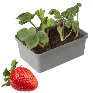 Naturtalent by toom® Bio-Erdbeere verschiedene Sorten 6er-Tray