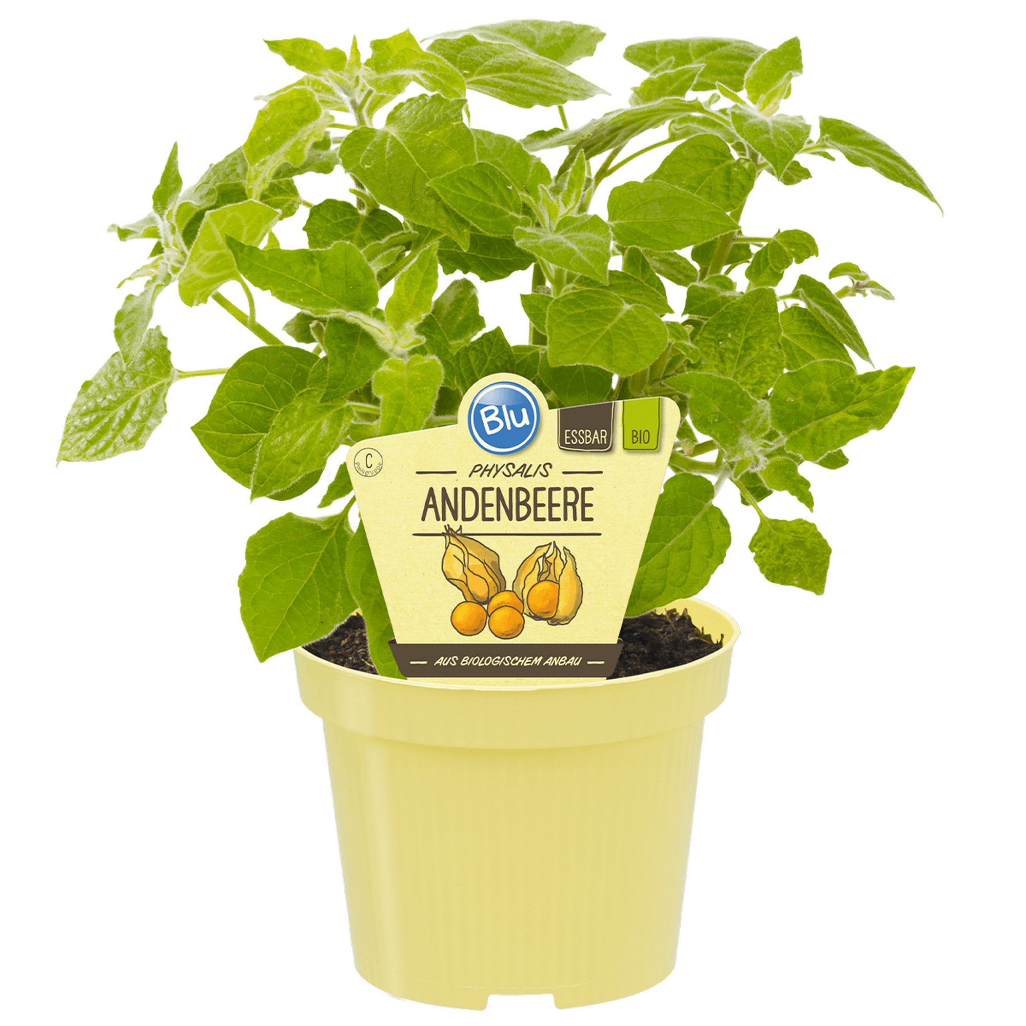 Bio-Andenbeere Physalis 12 cm Topf + product picture