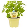 Physalis Andenbeere im Topf