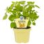 Physalis Andenbeere im Topf