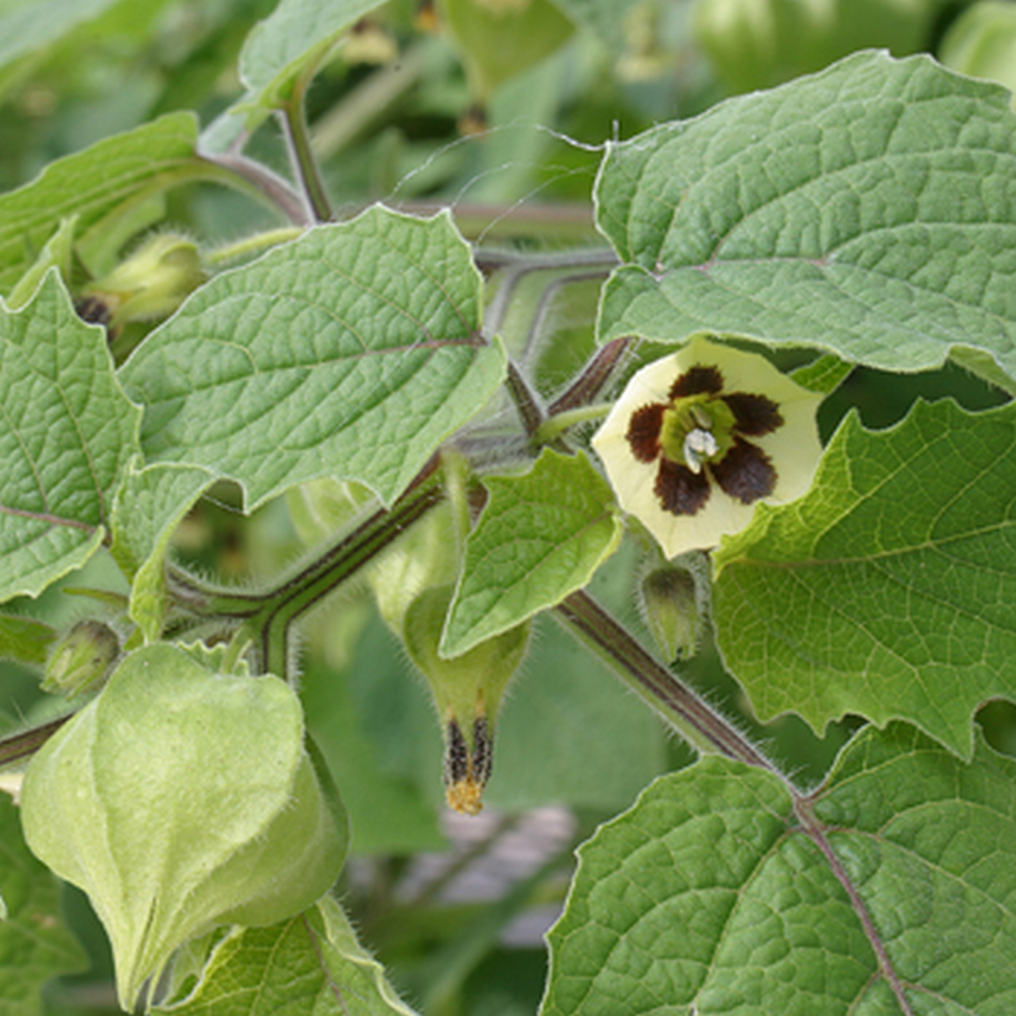 Bio-Andenbeere Physalis 12 cm Topf + product picture