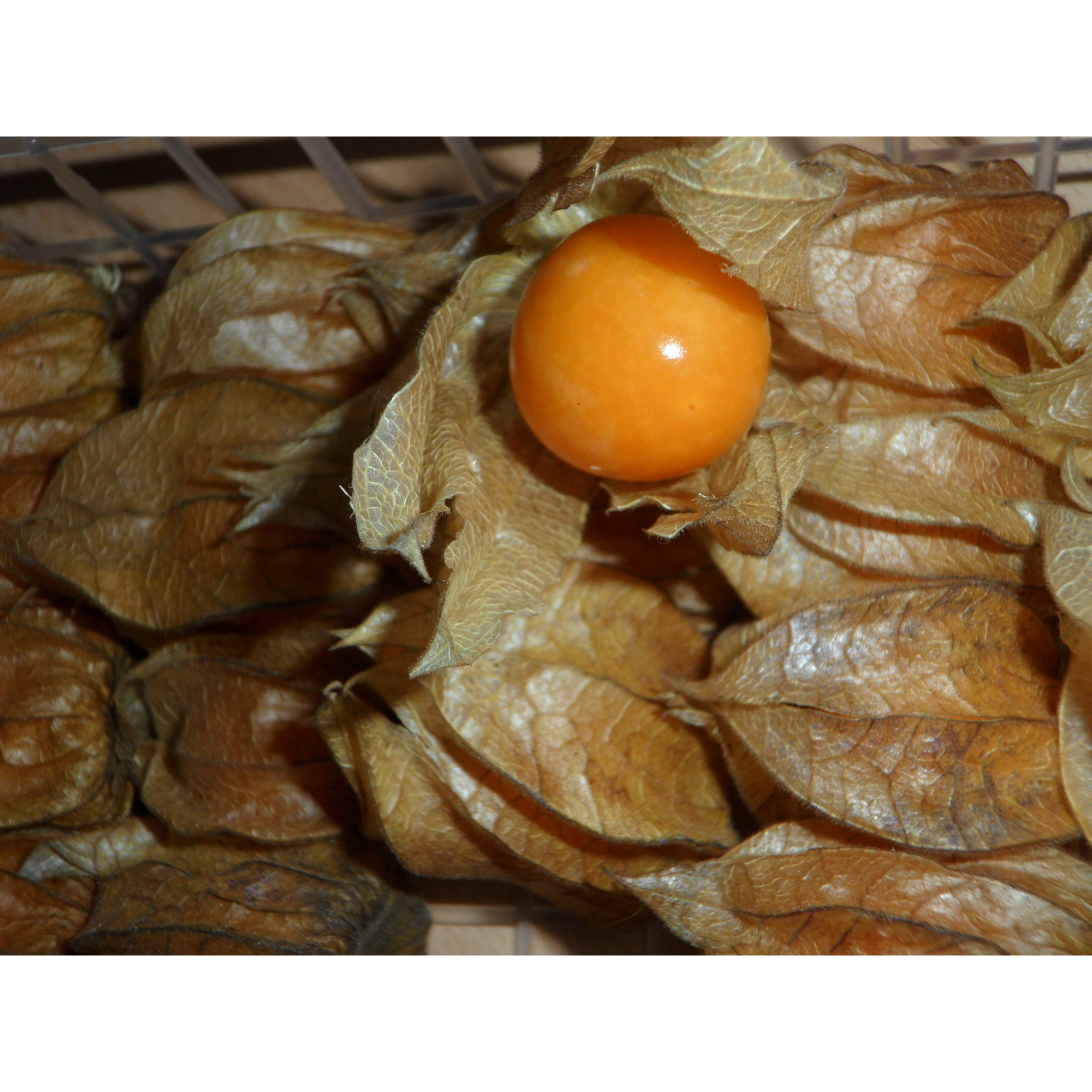 Bio-Andenbeere Physalis 12 cm Topf + product picture