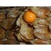 Physalis