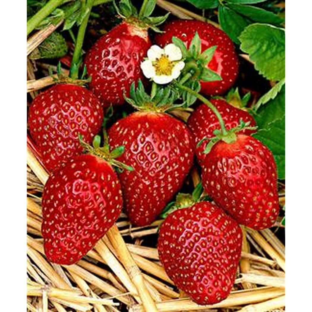 Reife Erdbeeren an der Pflanze