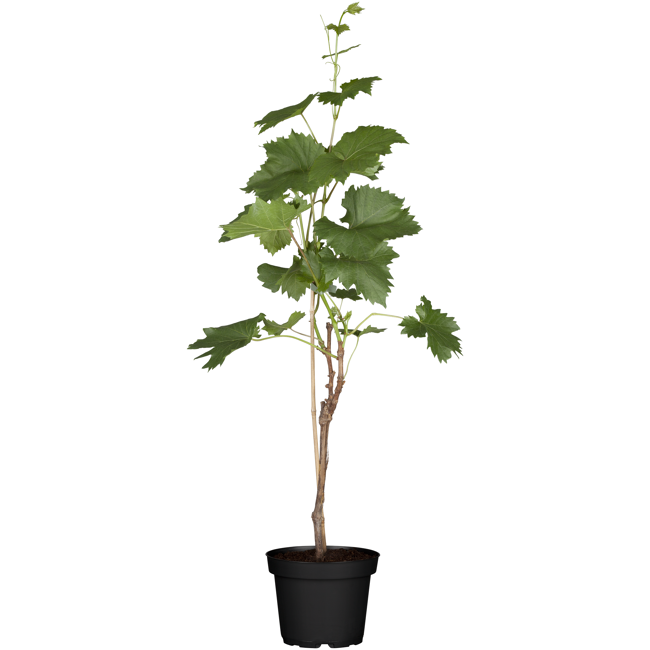 Bild von Naturtalent by toom® Bio-Weinrebe 'Phoenix' 19 cm Topf