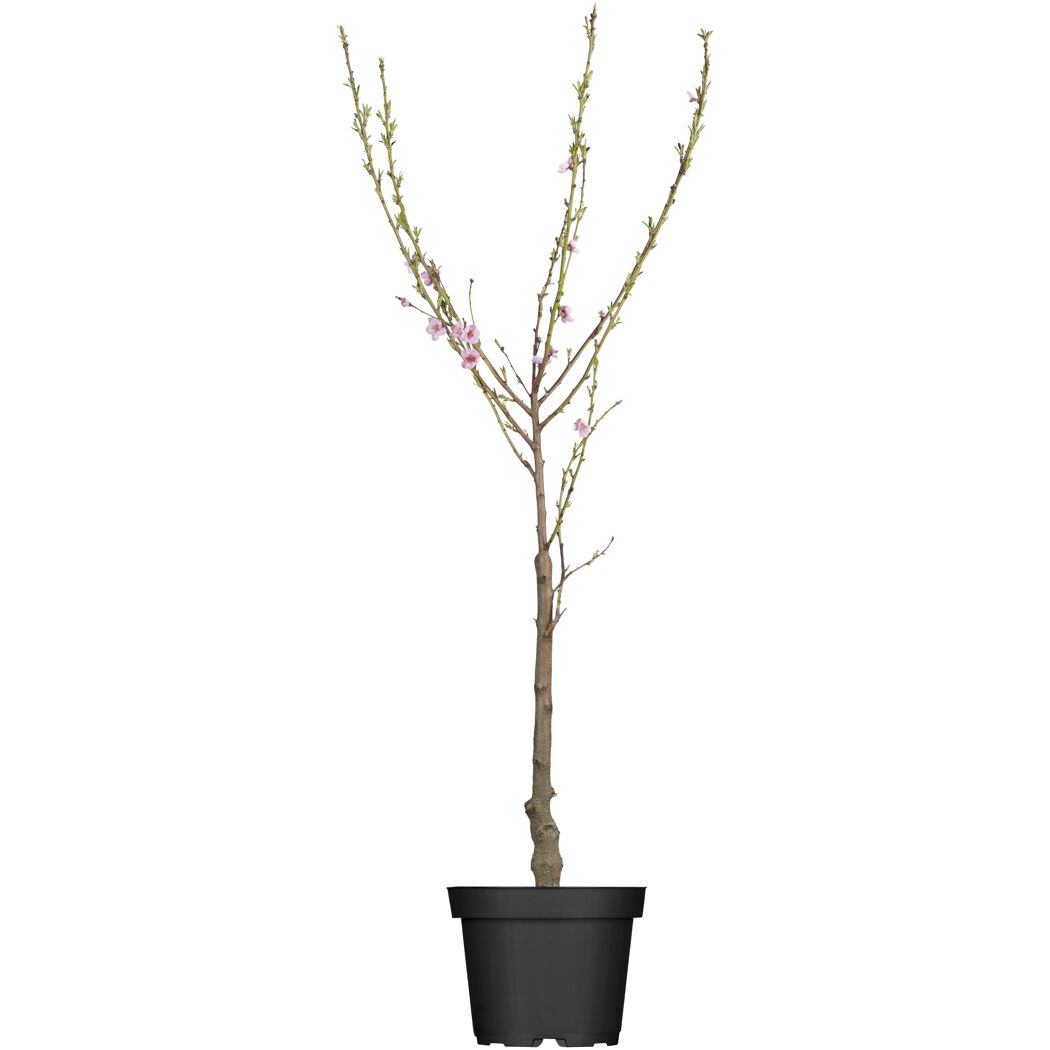 Kleiner Pfirsichbaum mit rosa Blüten im Topf