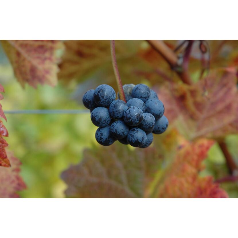 Blaue Weintrauben am Rebstock