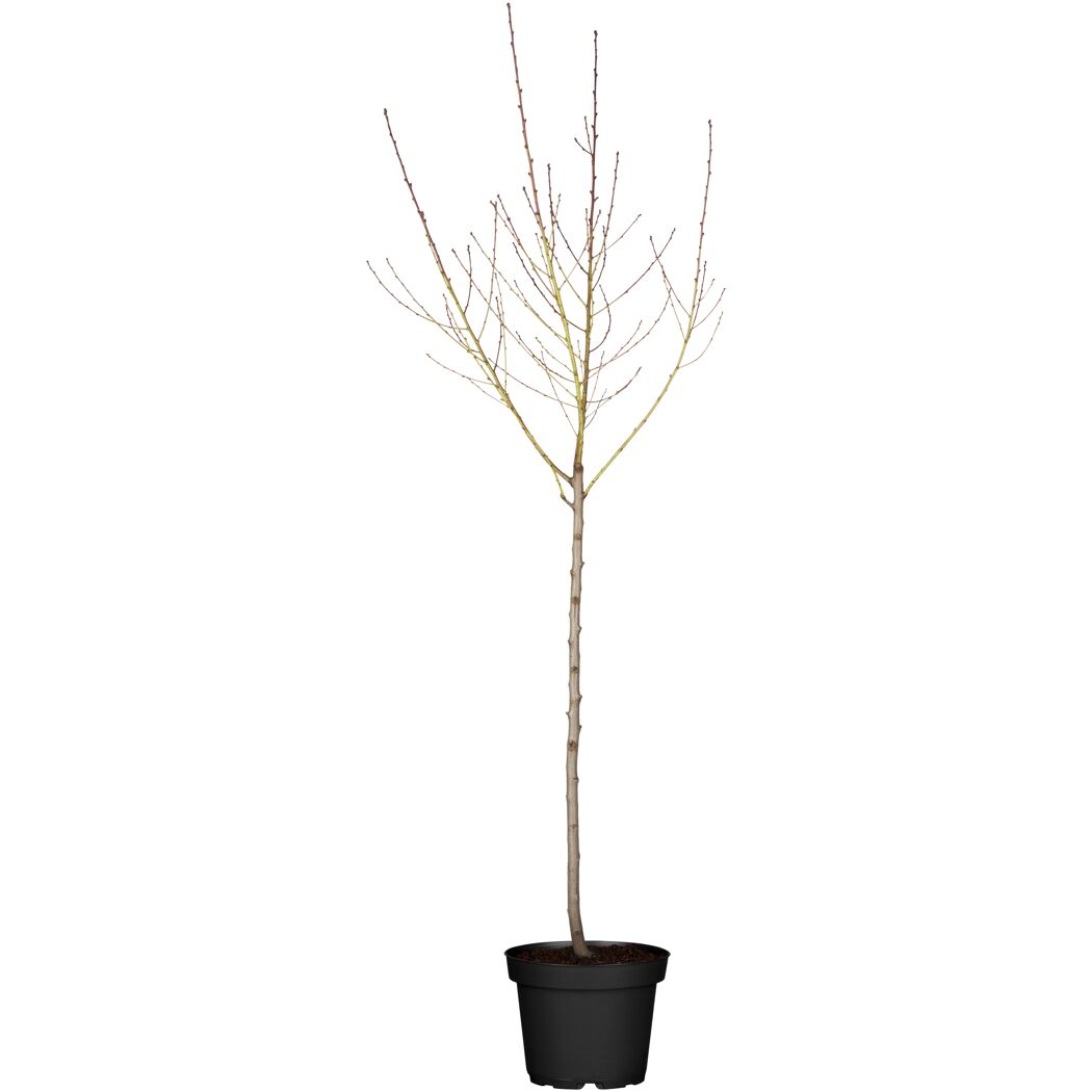 Junger Pfirsichbaum Red Haven im Topf