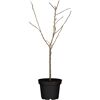 Naturtalent by toom® Bio Apfel 3 Sorten Busch 25 cm Topf