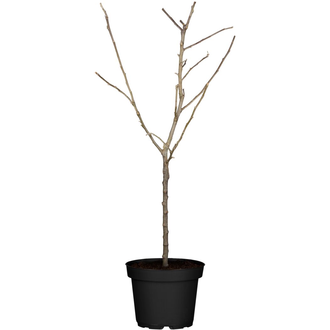 Naturtalent by toom® Bio Apfel 3 Sorten Busch 25 cm Topf