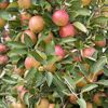 Naturtalent by toom® Bio Apfel 3 Sorten Busch 25 cm Topf