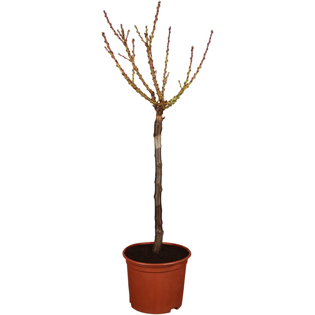 Nektarinenbaum im Topf