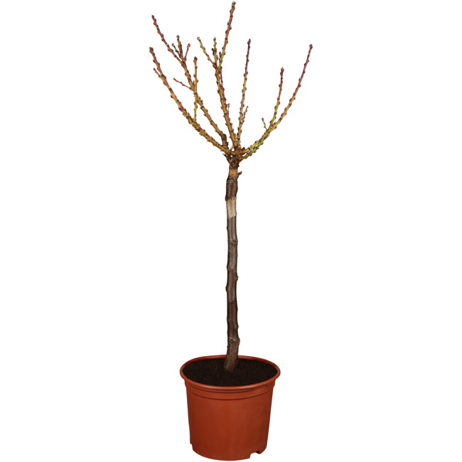 Bild von Naturtalent by toom® Bio-Zwerg-Nektarine 'Zwergenstar' 23 cm Topf