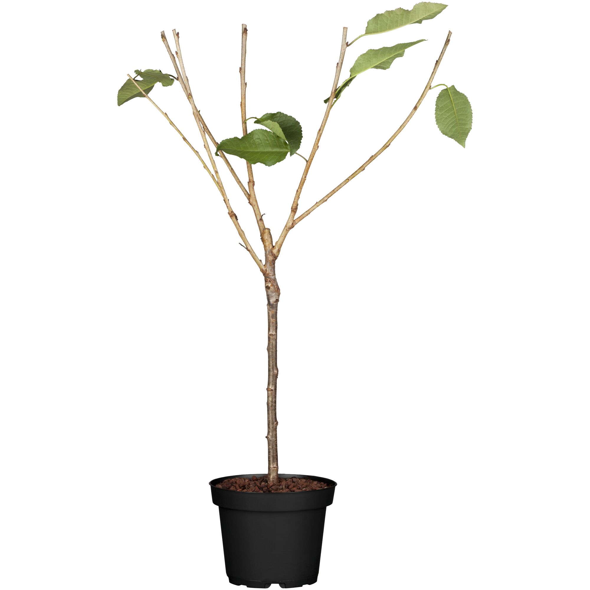 Kirschbaum-Setzling im Topf