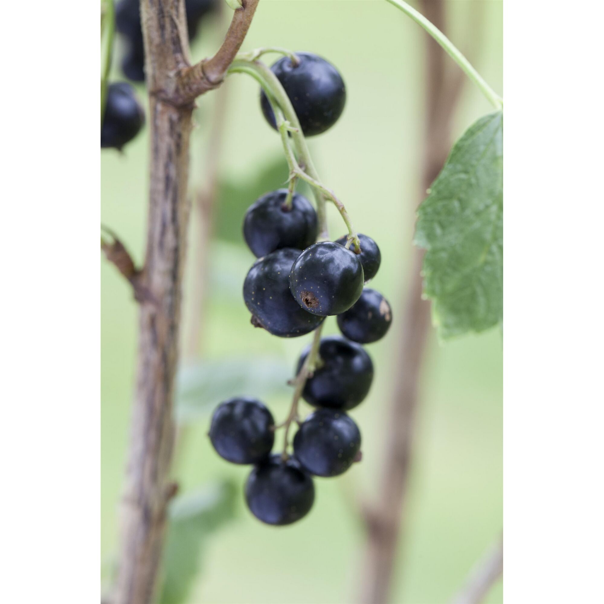 Schwarze Johannisbeeren am Strauch