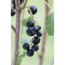 Verkleinertes Bild von Naturtalent by toom® Bio-Johannisbeere 'Titania' Busch, 19 cm Topf