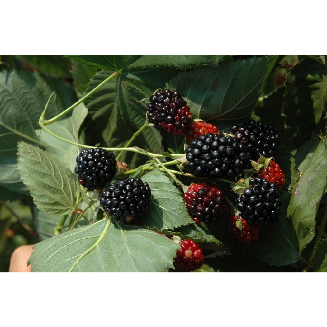 Naturtalent by toom® Bio Himbeere 'Black Jewel', Busch®