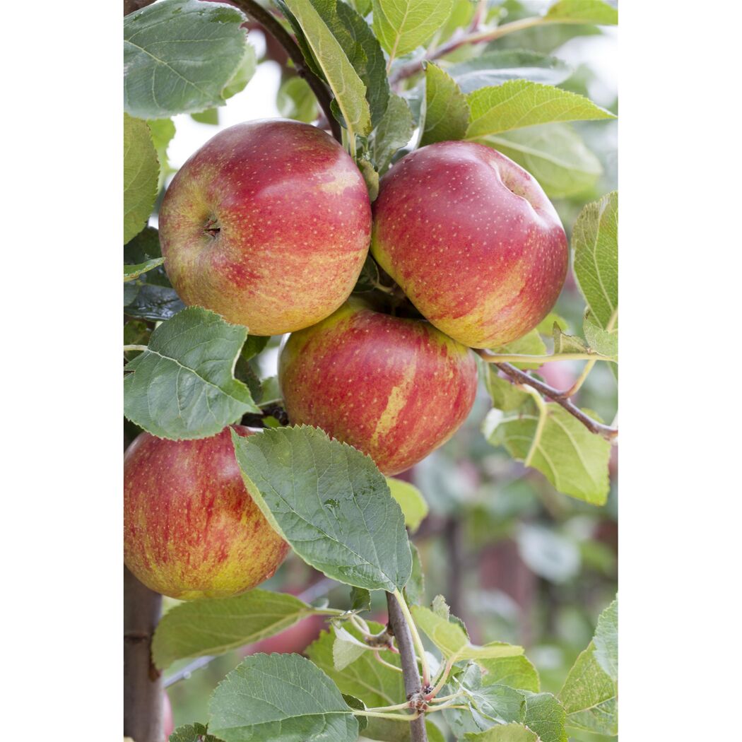 Roter Boskoop Äpfel am Baum.