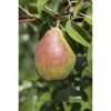 Reife Birne am Birnenbusch Clapps NT Bio