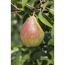 Reife Birne am Birnenbusch Clapps NT Bio