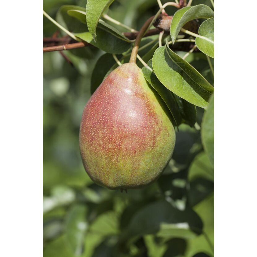 Reife Birne am Birnenbusch Clapps NT Bio