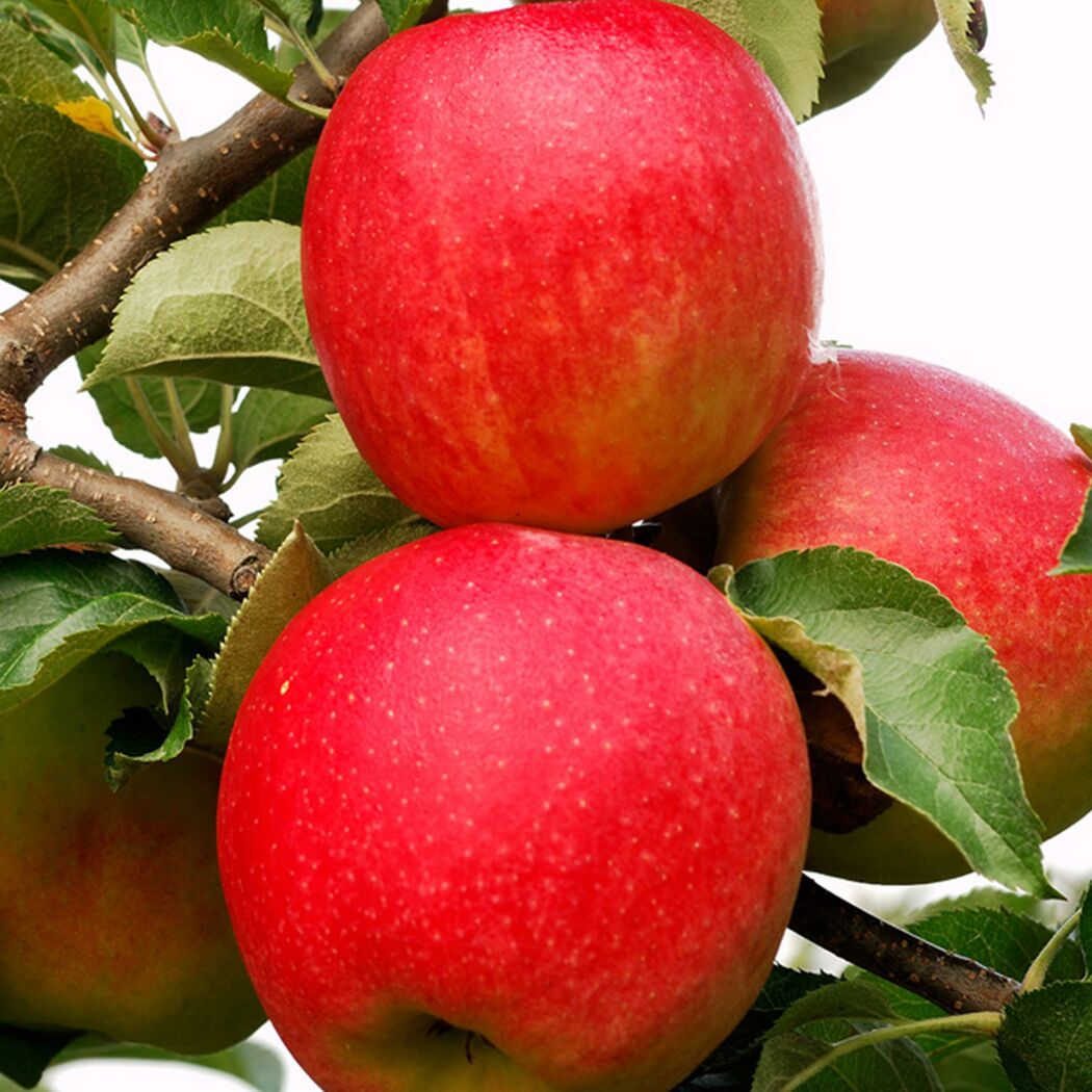 Drei rote Jonagold Äpfel am Baum